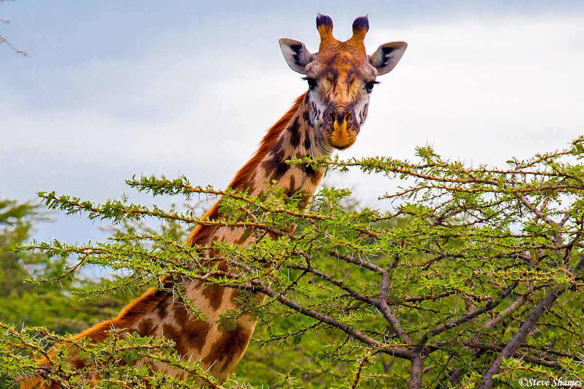 A Masai Mara giraffe sticking his head above the bush.