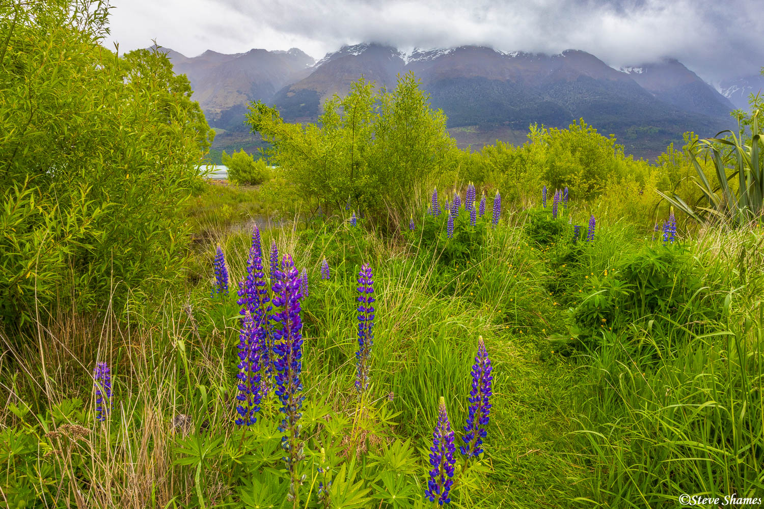 Colorful lupines, along the Glenorchy lagoon walkway.