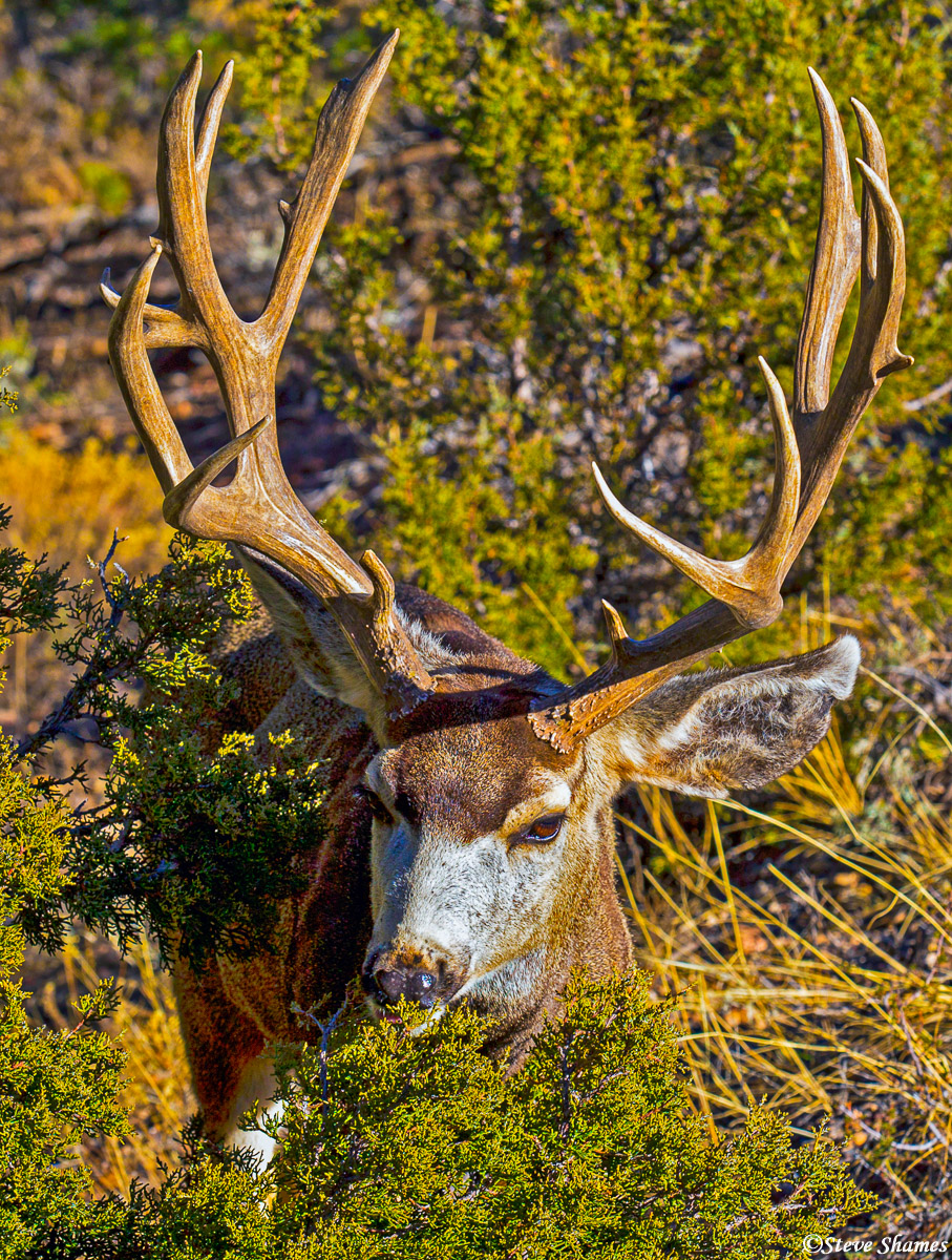 This buck deer was browsing around the outskirts of Grand Canyon Village. Quite a handsome rack of antlers on this mule deer.