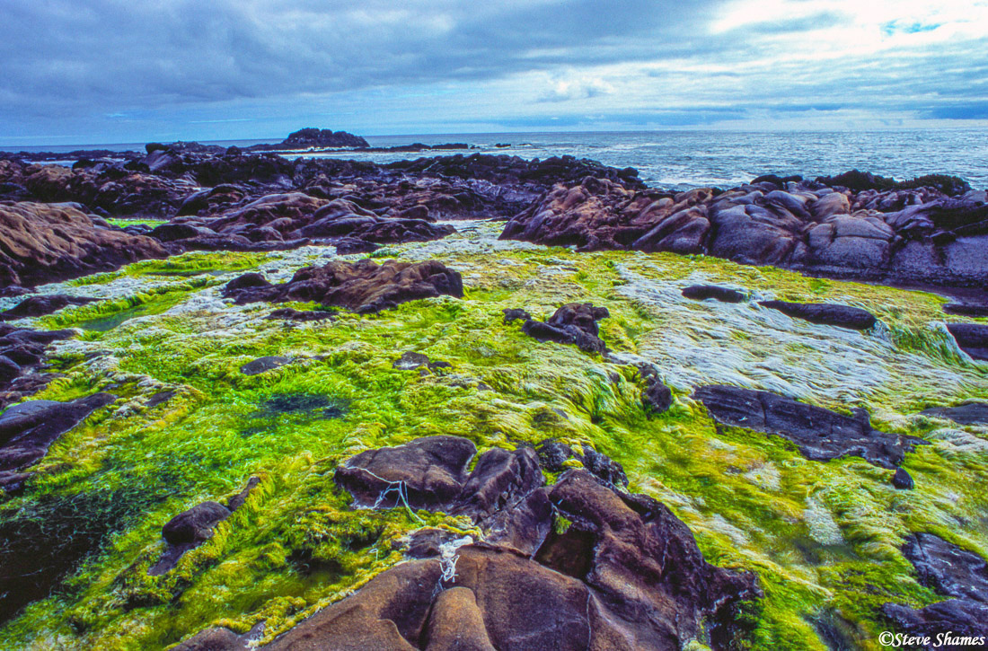 It is algae, but is is colorful and scenic. This was close to Jenner in Sonoma County.