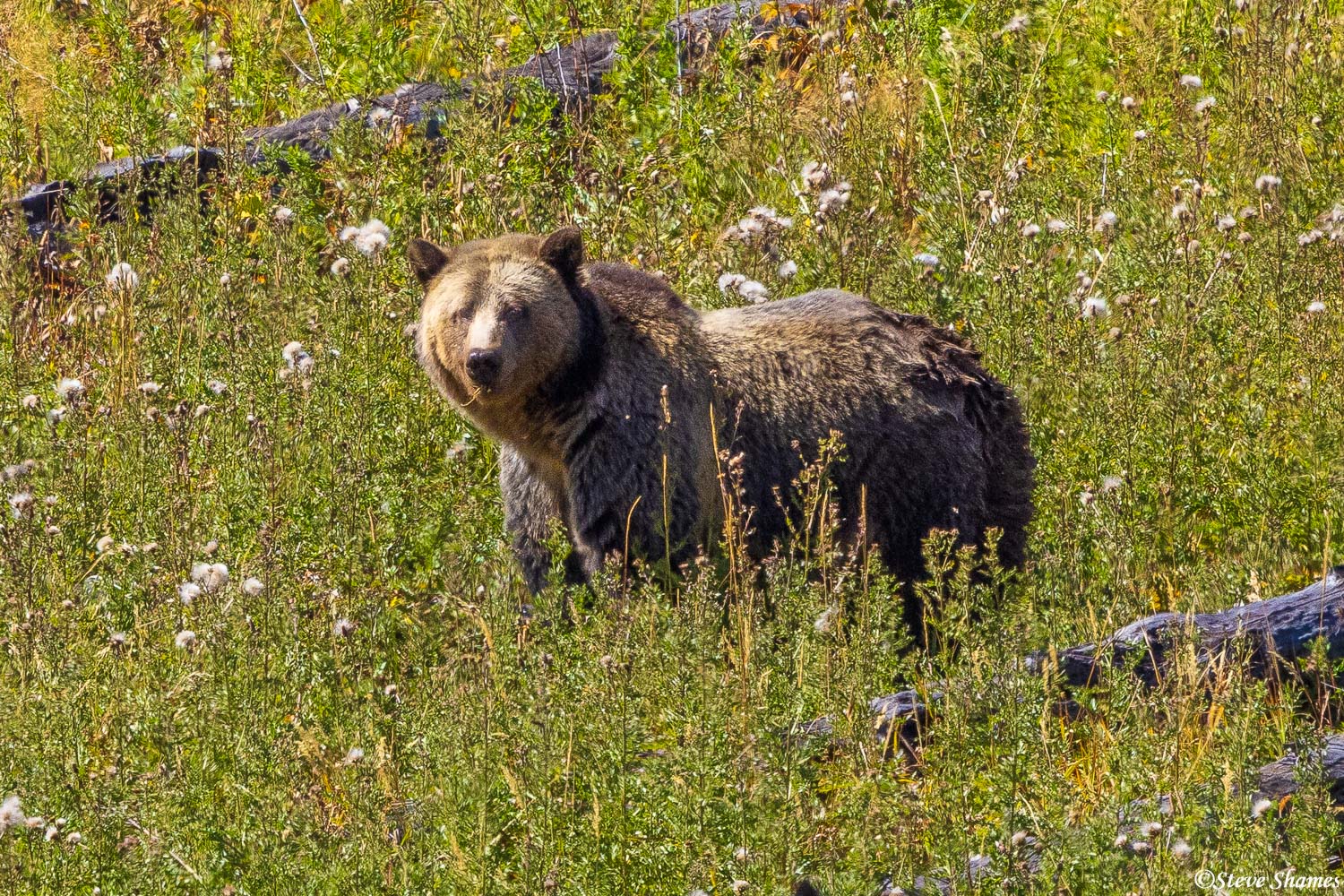 Here is a mother grizzly grubbing around for food. A half grown cub was with her. She kept over 100 yards away from the side...