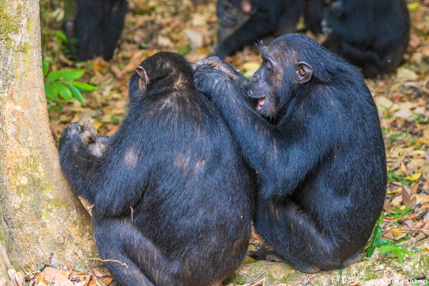 Grooming chimpanzees. They do that a lot.