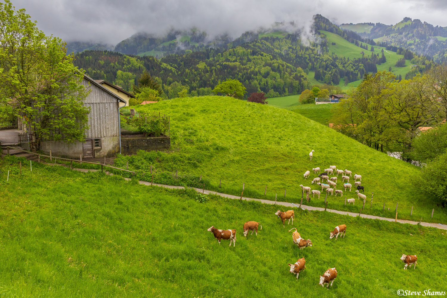 I like this pastoral scene in Gruyere. There are lots and lots of milk cows in Switzerland. They make lots and lots of cheese...