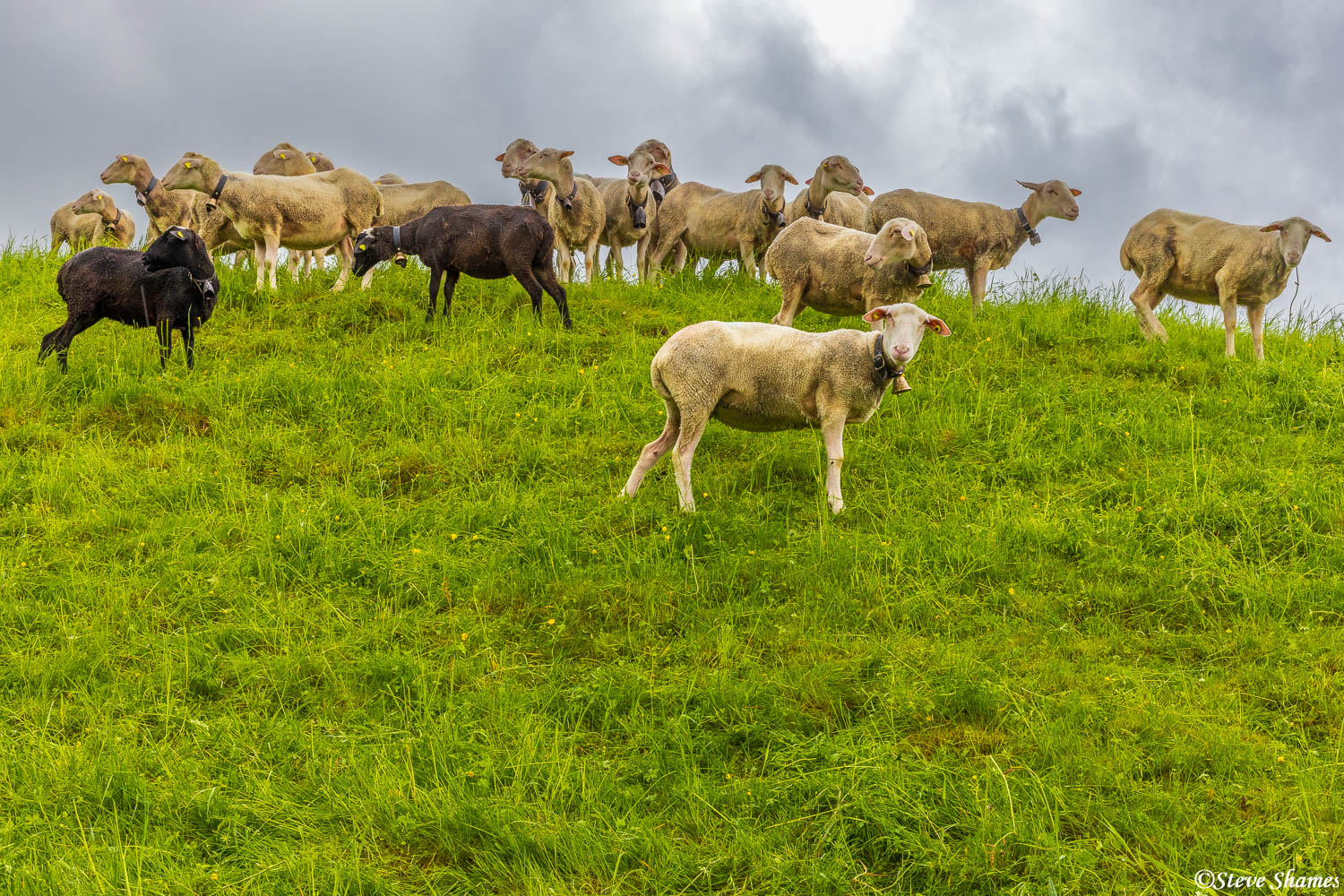 Gruyere Switzerland sheep gathered on the top of a hill. I thought it was worth a shot.