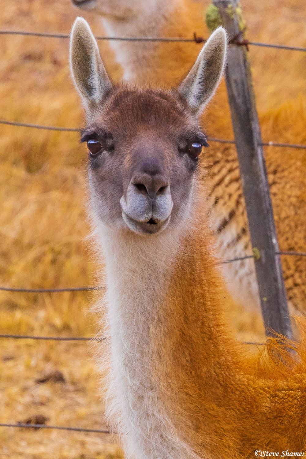 Close up portrait of a Guanaco. They have a camel like look. Actually they are in the camelid family, along with llamas and alpacas...