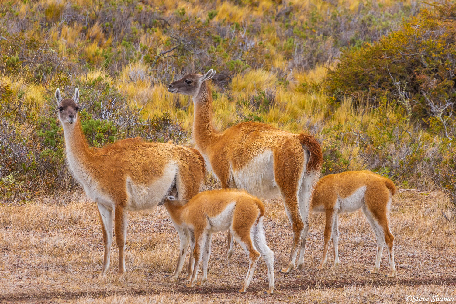 A family of guanacos in Patagonia. These are the wild camelids, as opposed to llamas.