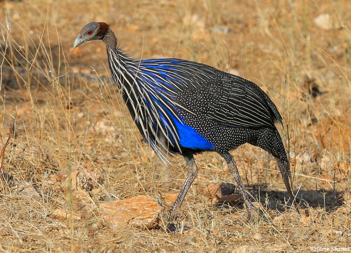 Here is a guinea fowl, which is like Africa's wild chicken. They are all over the place, and they are very quick footed. Very...