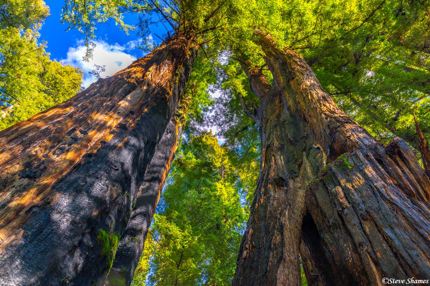A little grove of giant redwood trees.