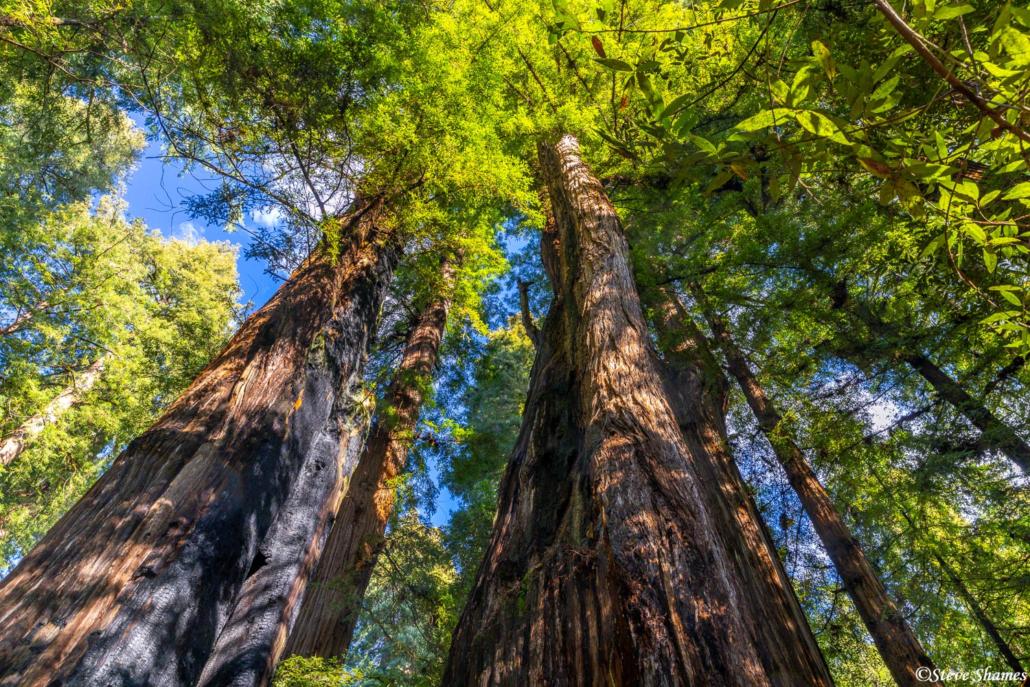 Coastal redwood trees at Henry Cowell State Park.