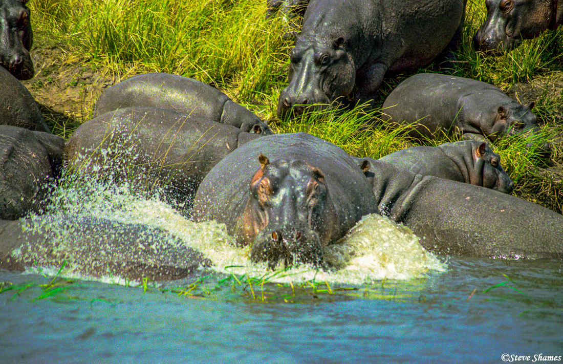 Big hippo splashing into the water.