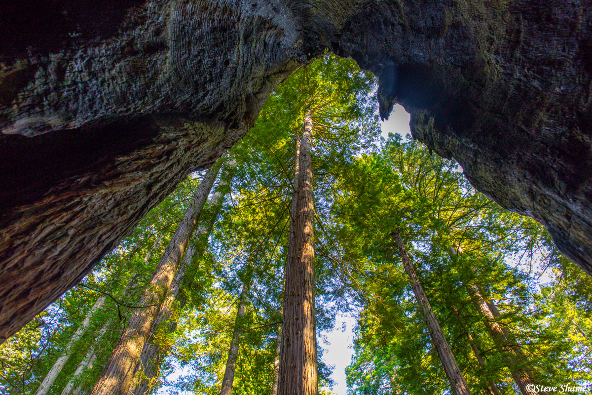The view from within a hollowed out redwood tree.