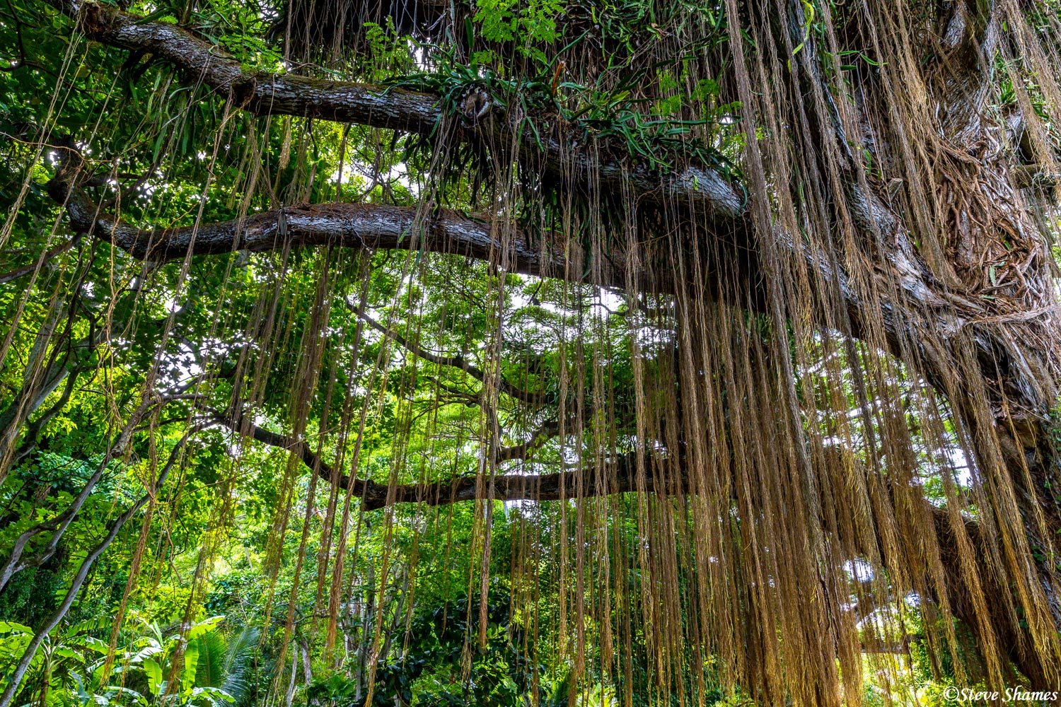 Some very interesting hanging vines along the Honolua Bay trail.