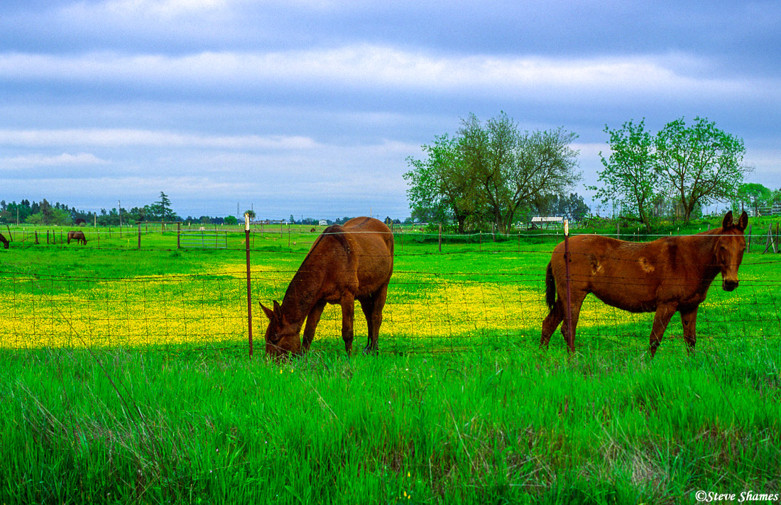 Two Rio Linda horses on a colorful carpet of yellow and green.