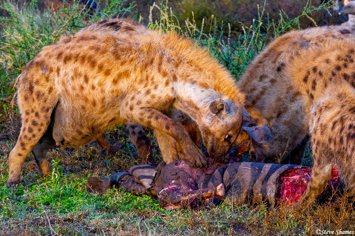 Not much left here to eat, but they are still hungry.