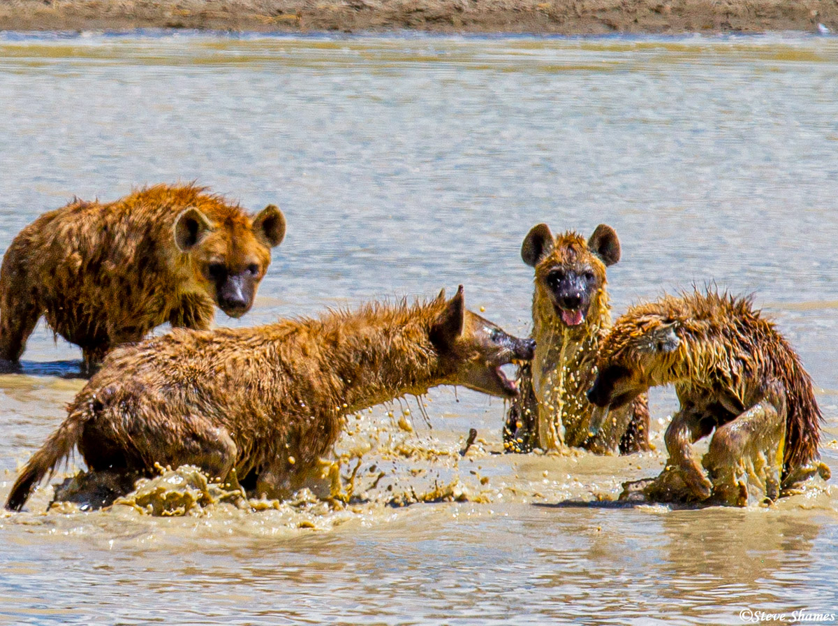 We came across a clan of hyenas playing around in the water. Their "play" is pretty rough. Lots of snarling and nipping at each...