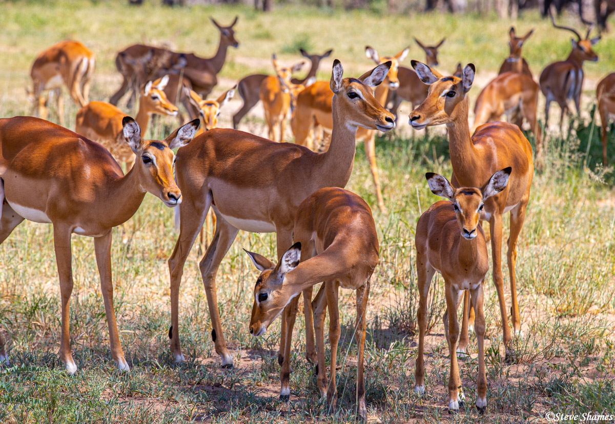 A group of females controlled by one breeding male is called a harem. A group&nbsp;of males who are not breeding&nbsp;is called...