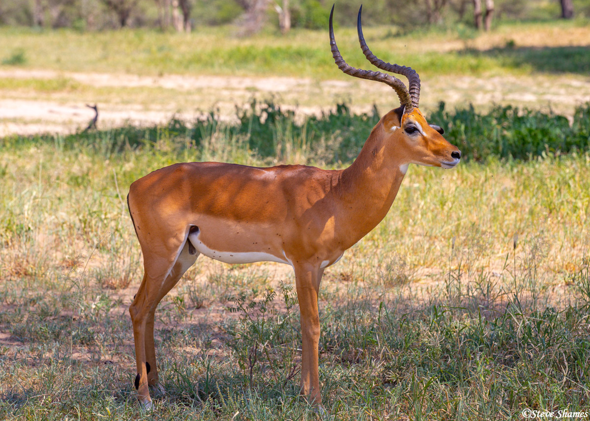 Impala ram, who is in charge of a "harem" of females. It is a tiring job.