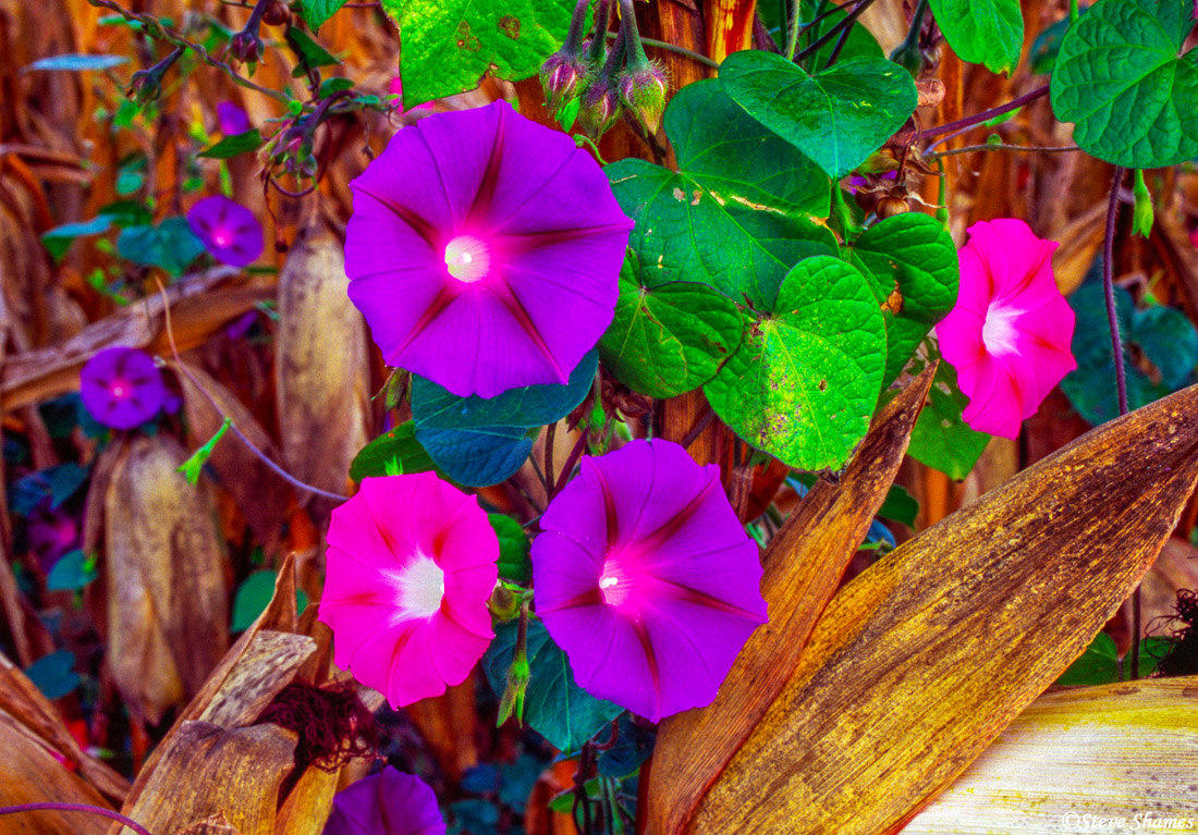 Colorful morning glories.