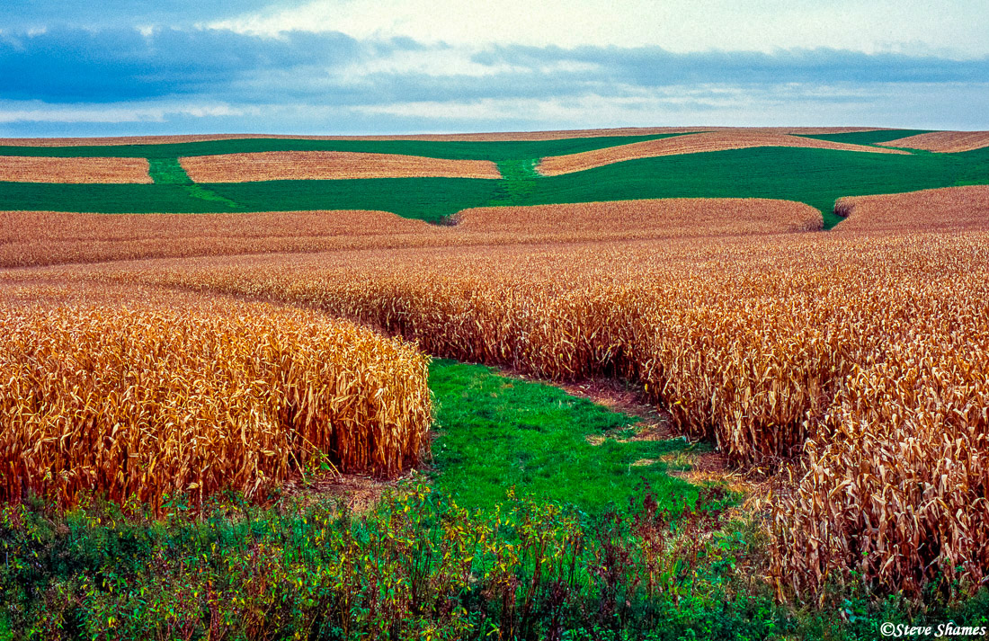 Interesting patterns in the Iowa cornfields.