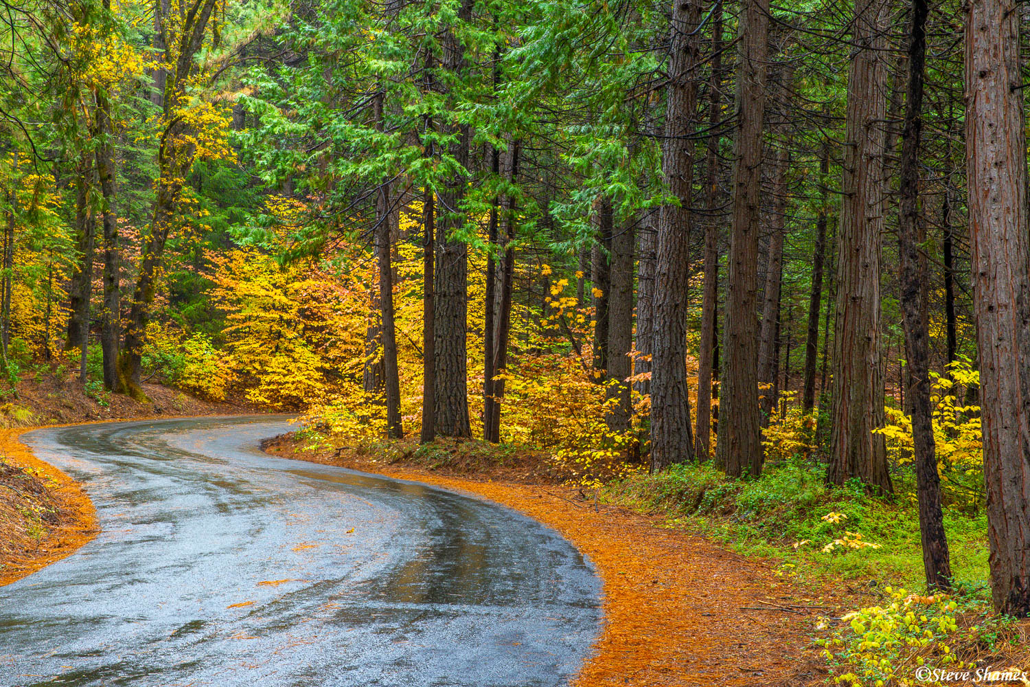 Iowa Hill Road twisting through the fall colors.