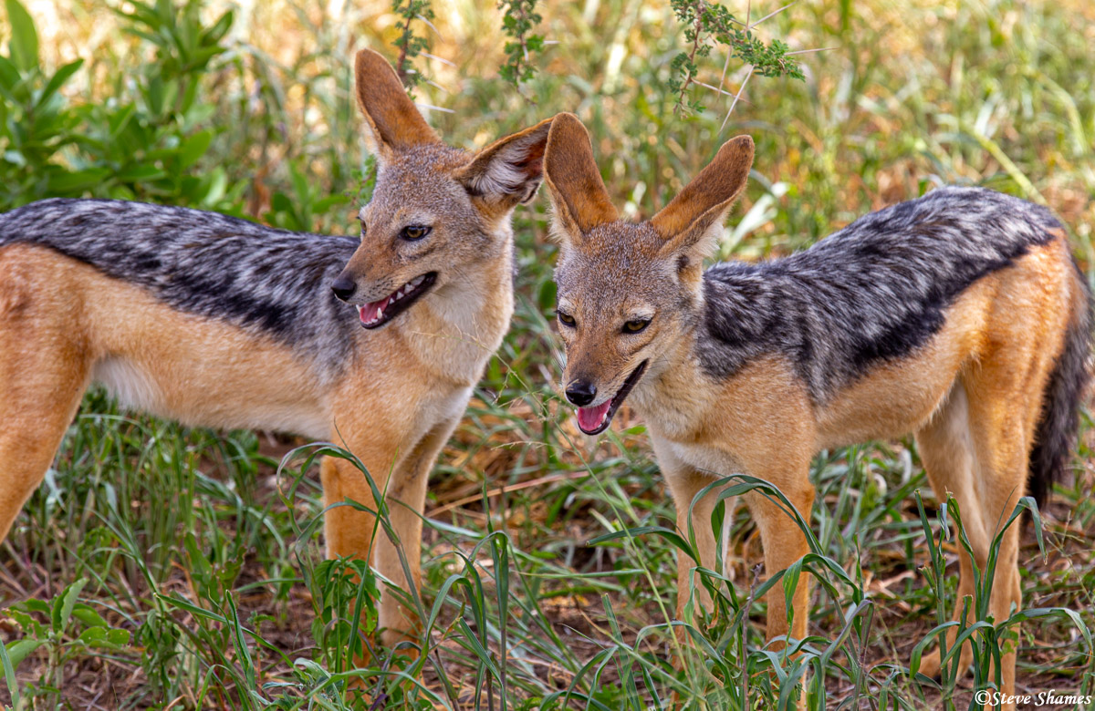 Jackal pups. They look happy and healthy.