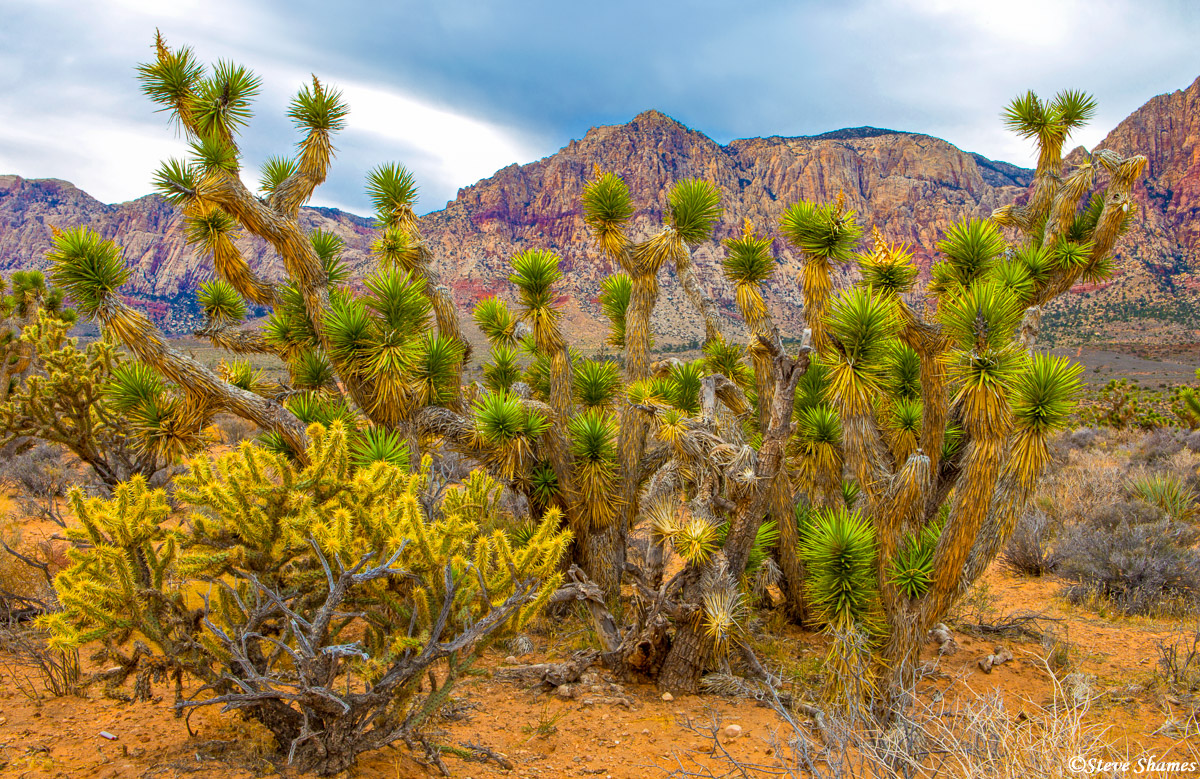 This Joshua tree made a great foreground for the mountains.