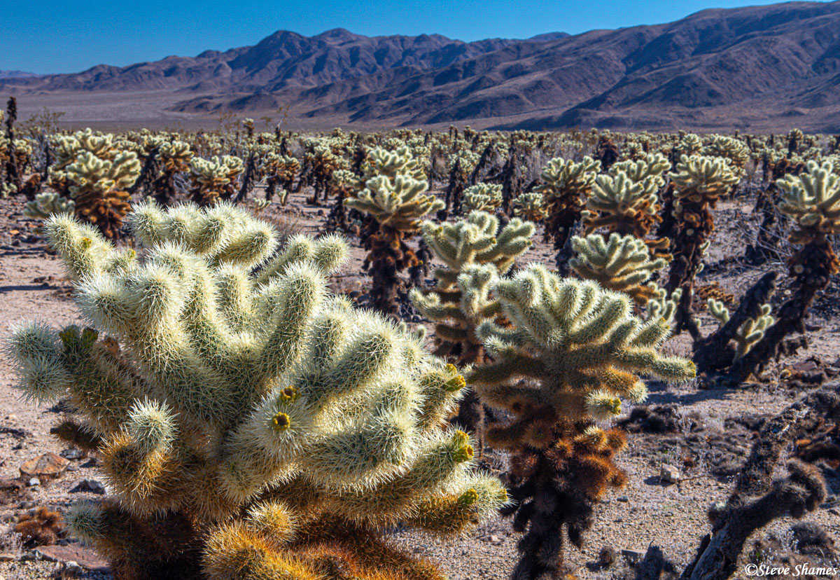 There seems to be a glowing look to the Cholla cactus in the sun.