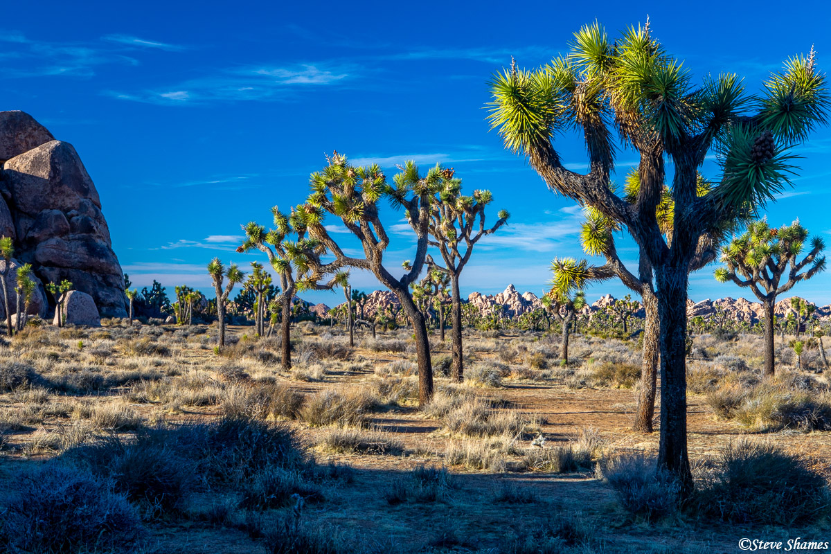 Joshua Tree National Park, in the Mojave Desert in Southern California