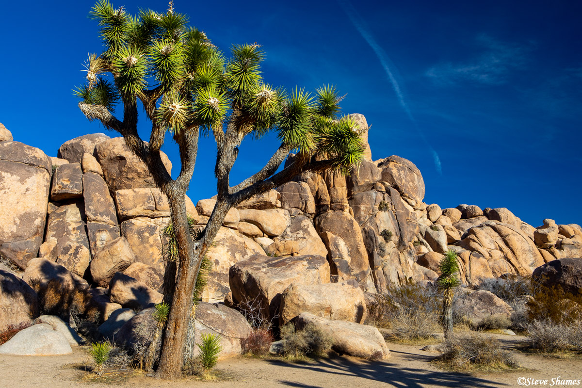 The rock formations made a great background for the Joshua trees.
