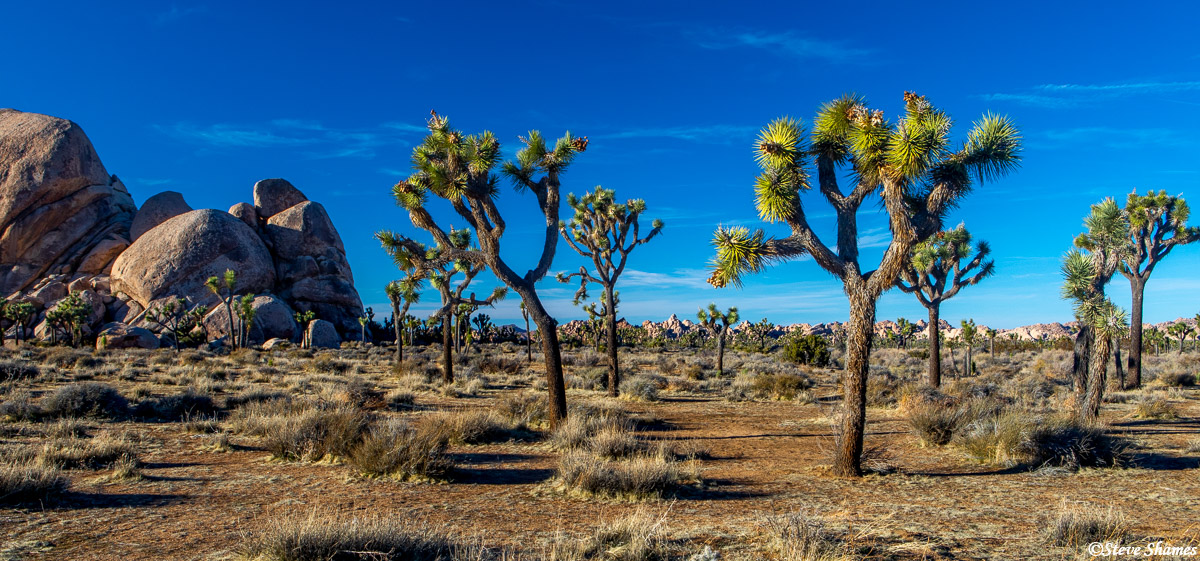 A scene at Joshua Tree National Park.