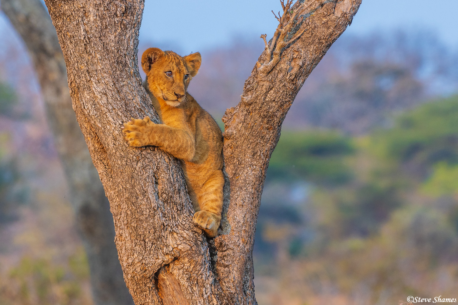 Little lion cub up in a tree.