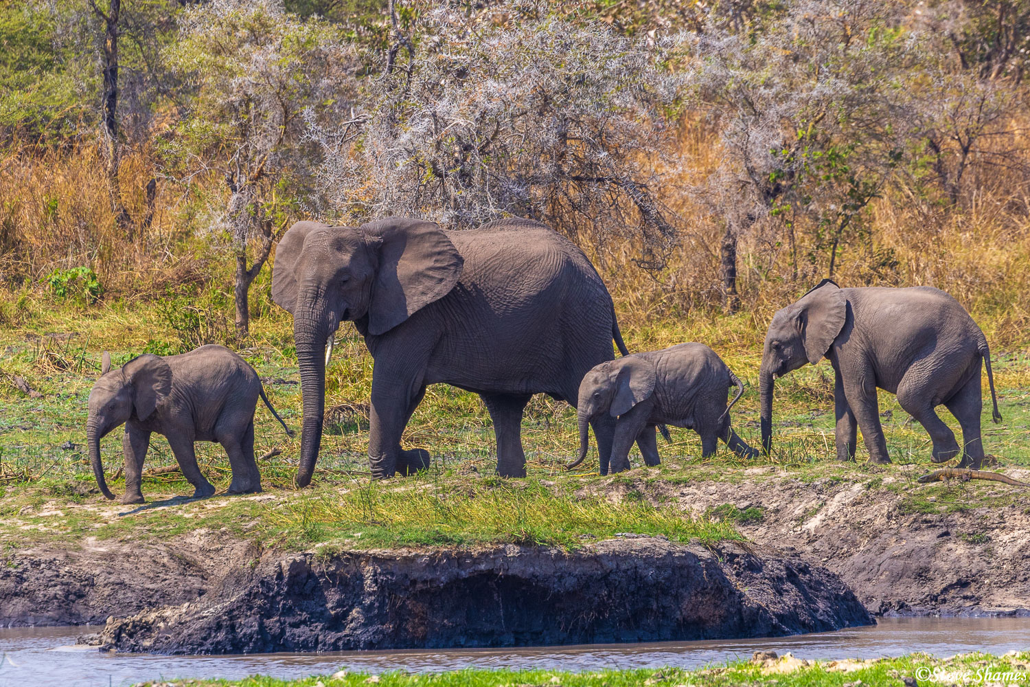 An elephant family coming down to the river for their midday drink.