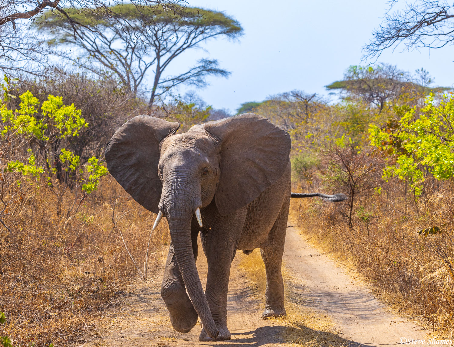 Elephant on the road in front of us. They have the right of way.