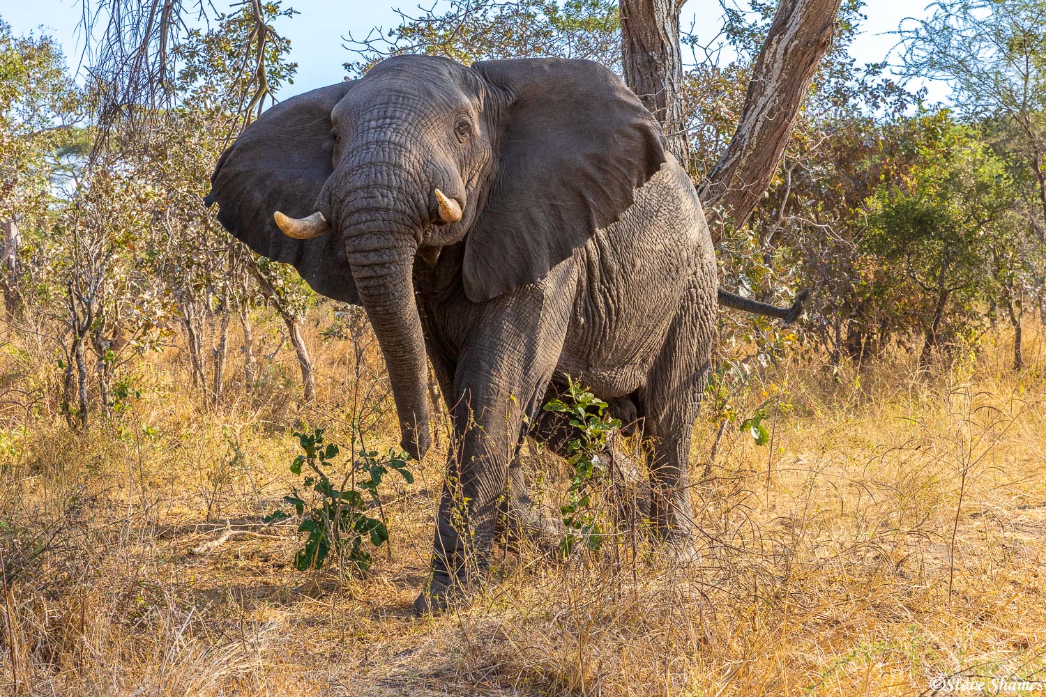 An elephant just to our side, watching us. At Katavi National Park there are not many visitors, so the elephants are not that...