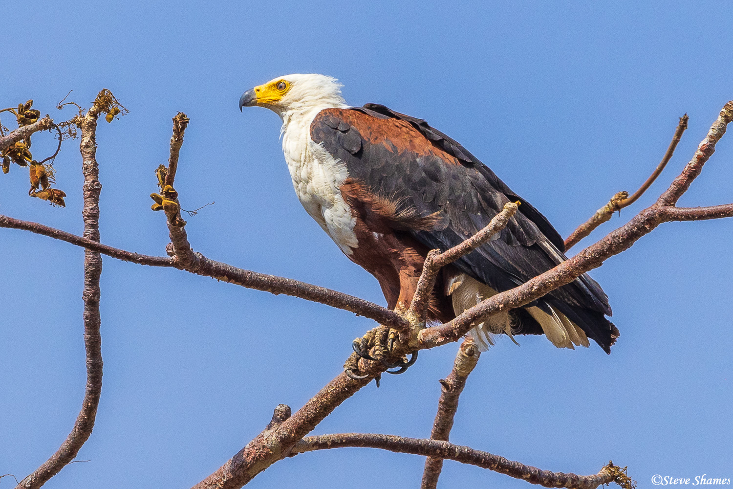 Here is the African fish eagle. Check out those talons! You don't want to be a fish on the surface of the river when this guy...