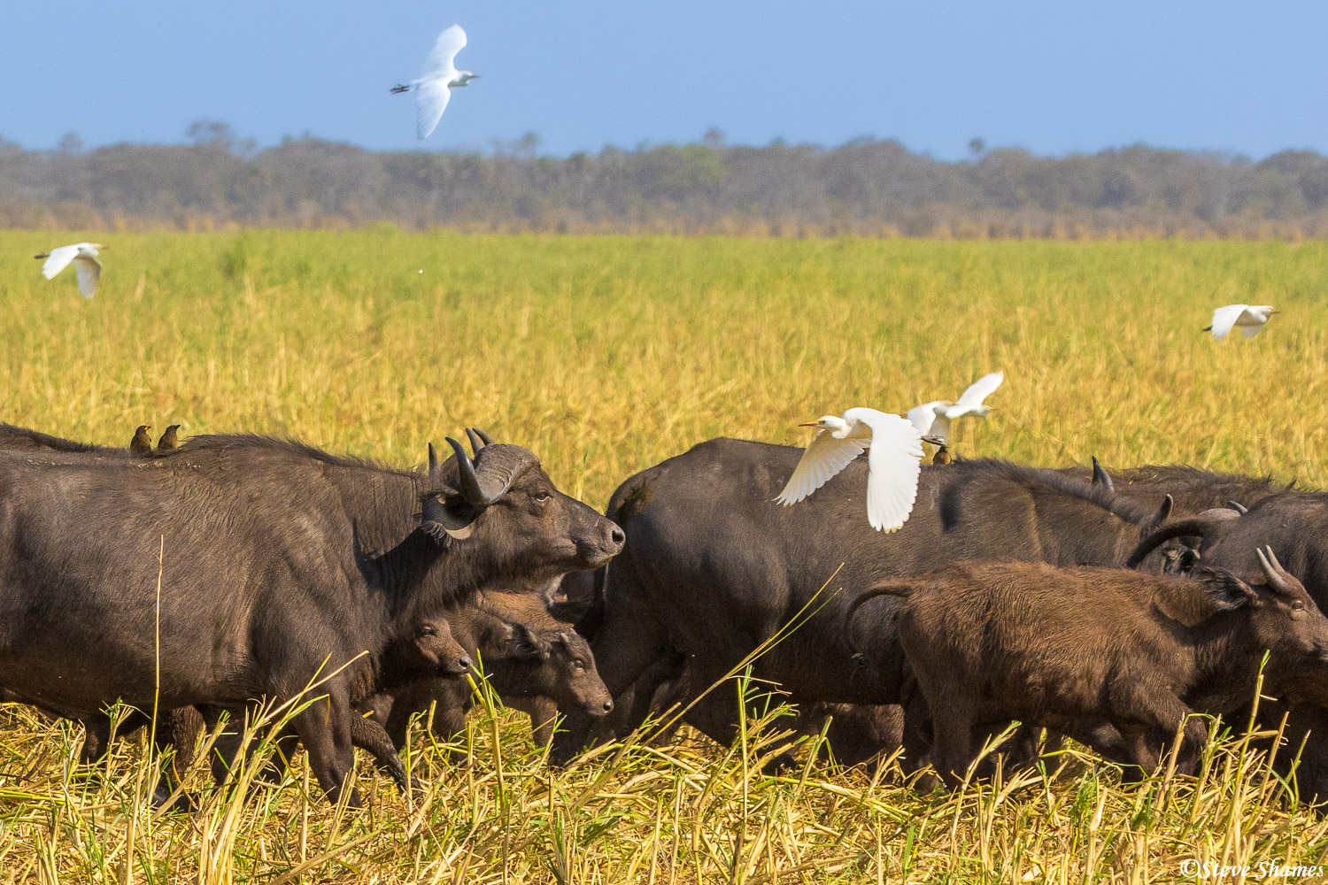 Galloping cape buffalo through the high grass, always accompanied by cattle egrets.