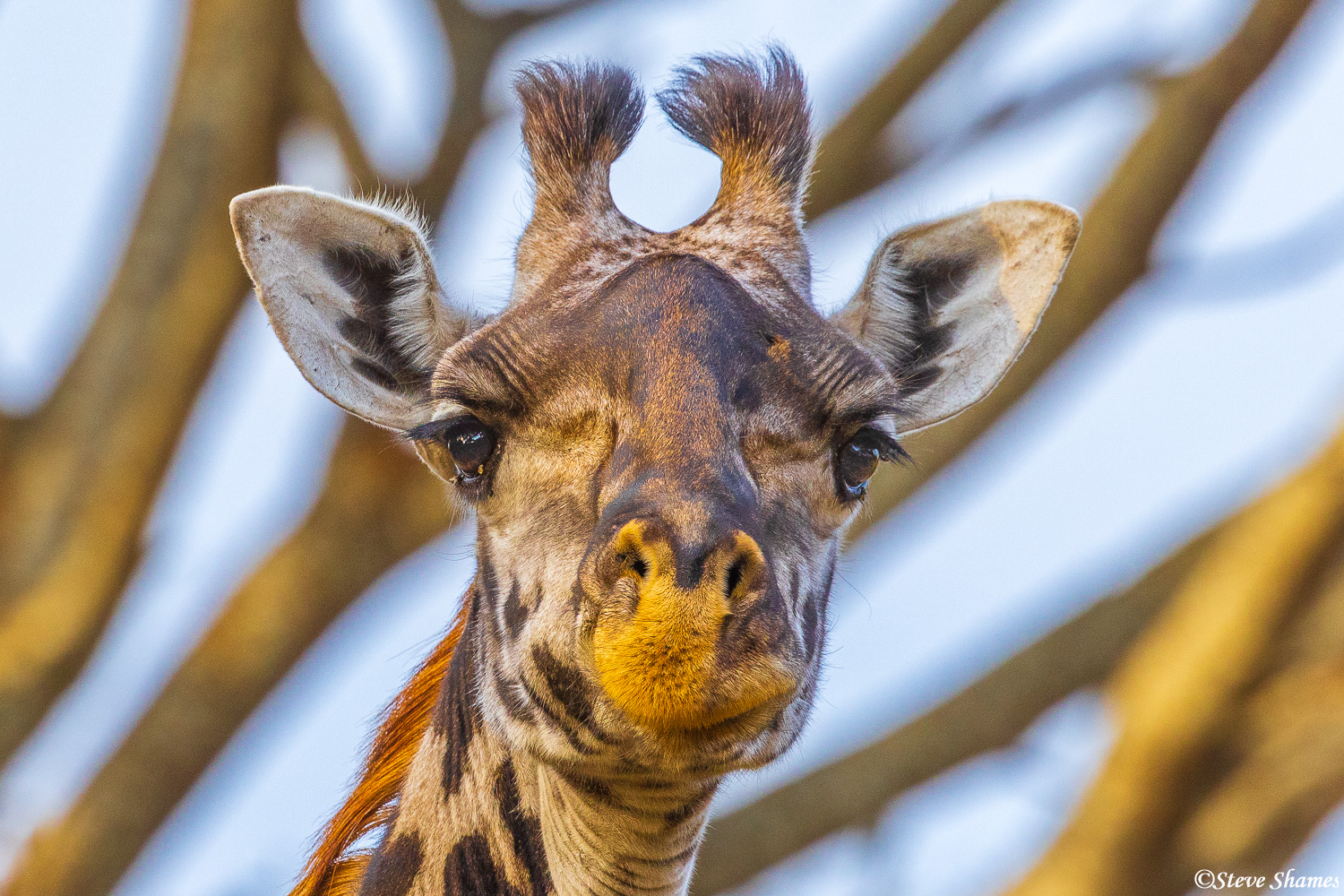 Here is a portrait of a giraffe. They have such a unique look.