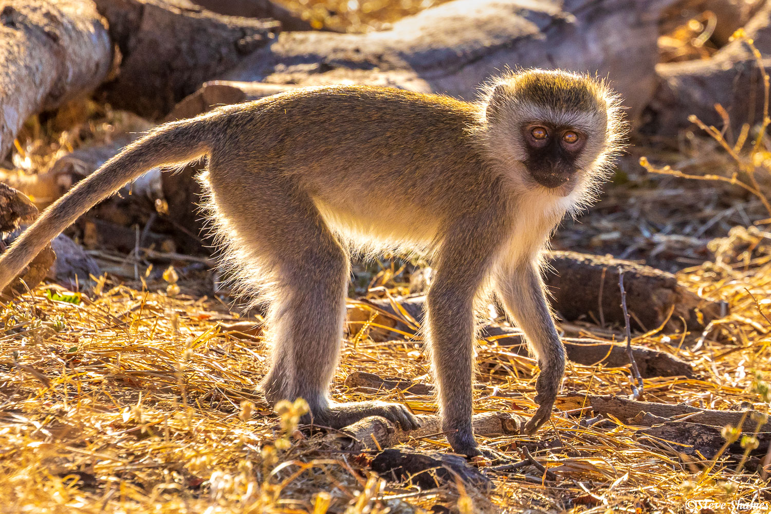 Here is what I call a "glow monkey", when they are backlit by the sun and the outer fur appears to glow.