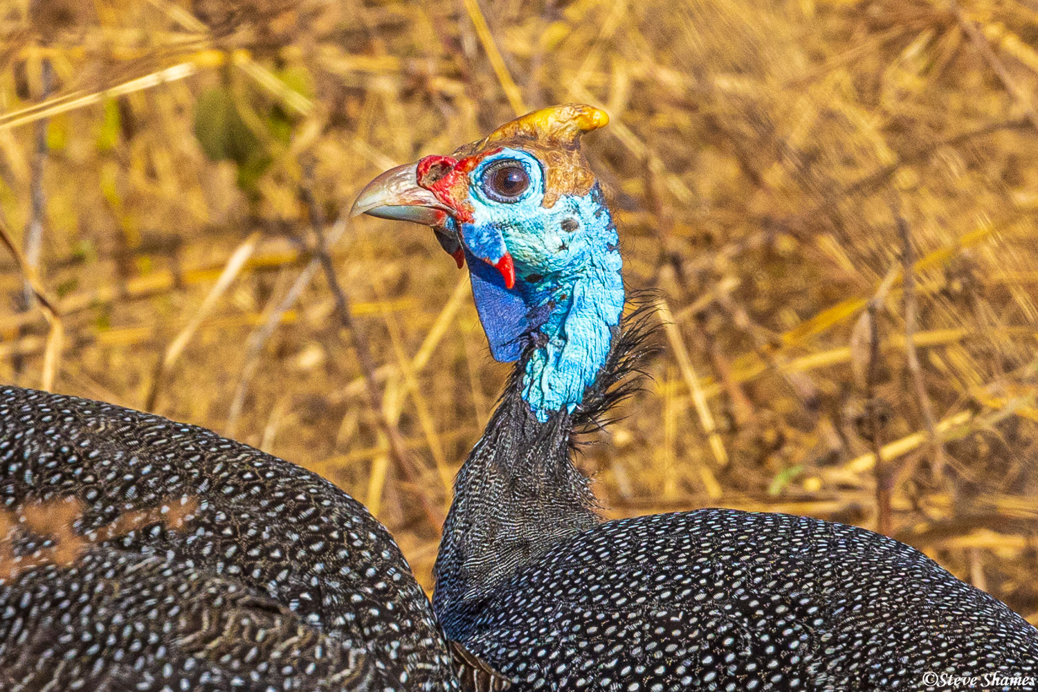 There are millions of guineafowl around, a close up shows their colorful head.