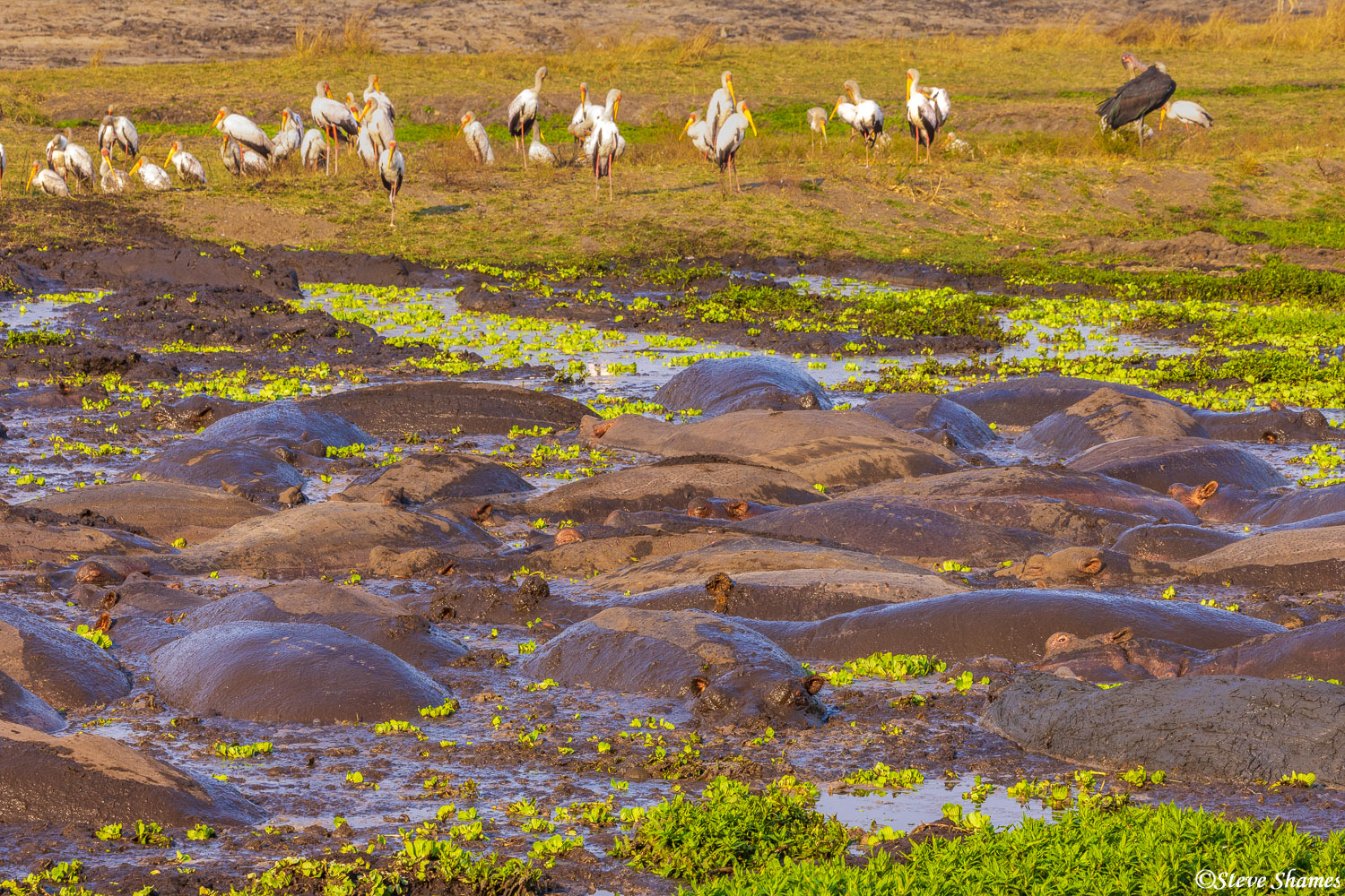 The hippo pools at Katavi National Park. You are pretty much guaranteed to see hippos here.