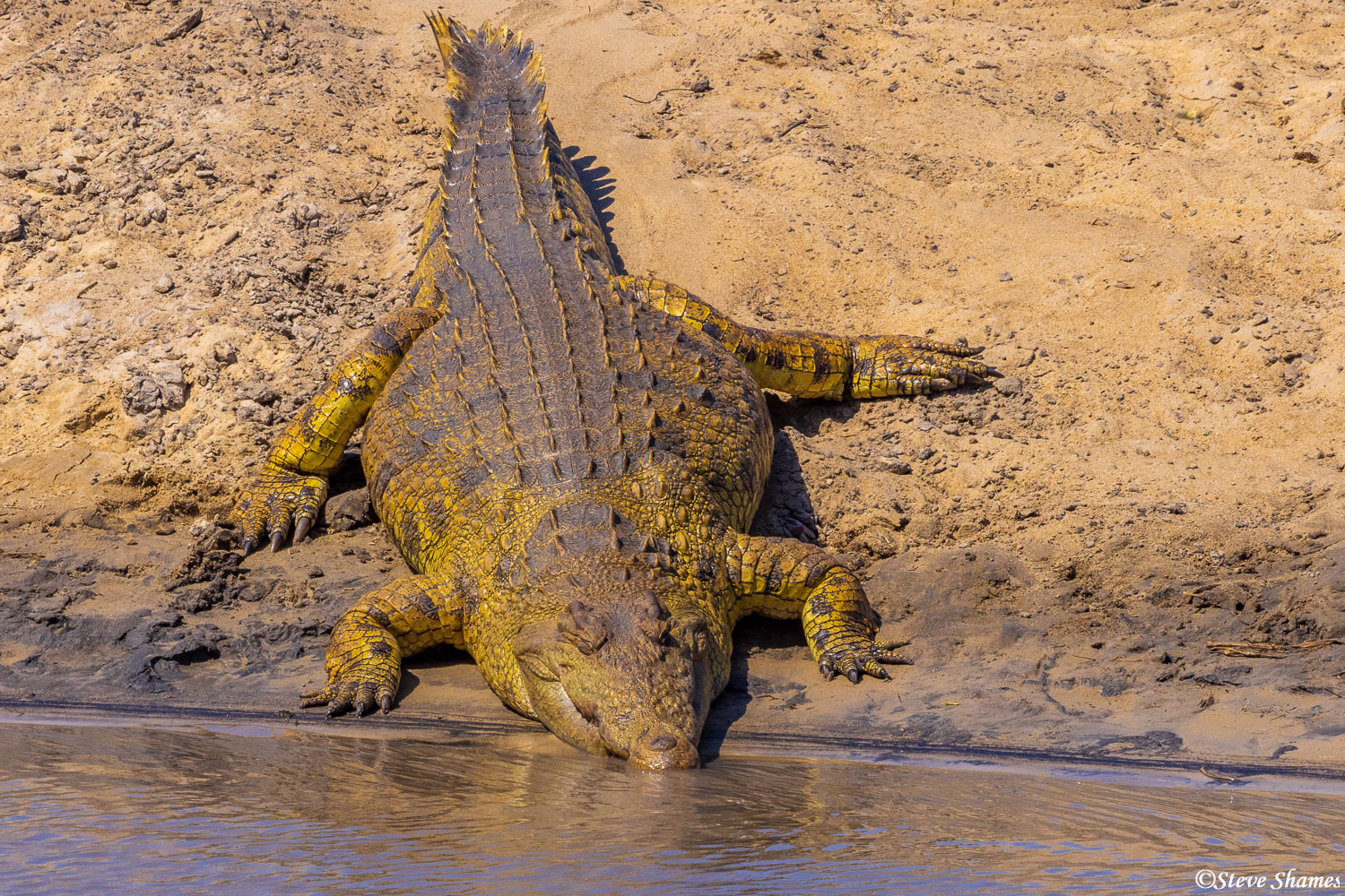 This crocodile seems to be sliding into the Katuma River.