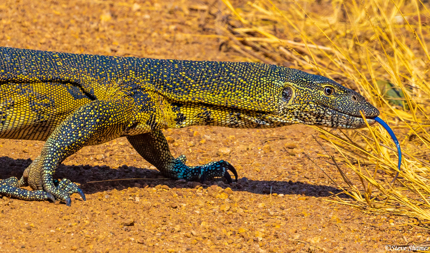 Monitor lizard crossing the road. I have never seen a tongue so blue.