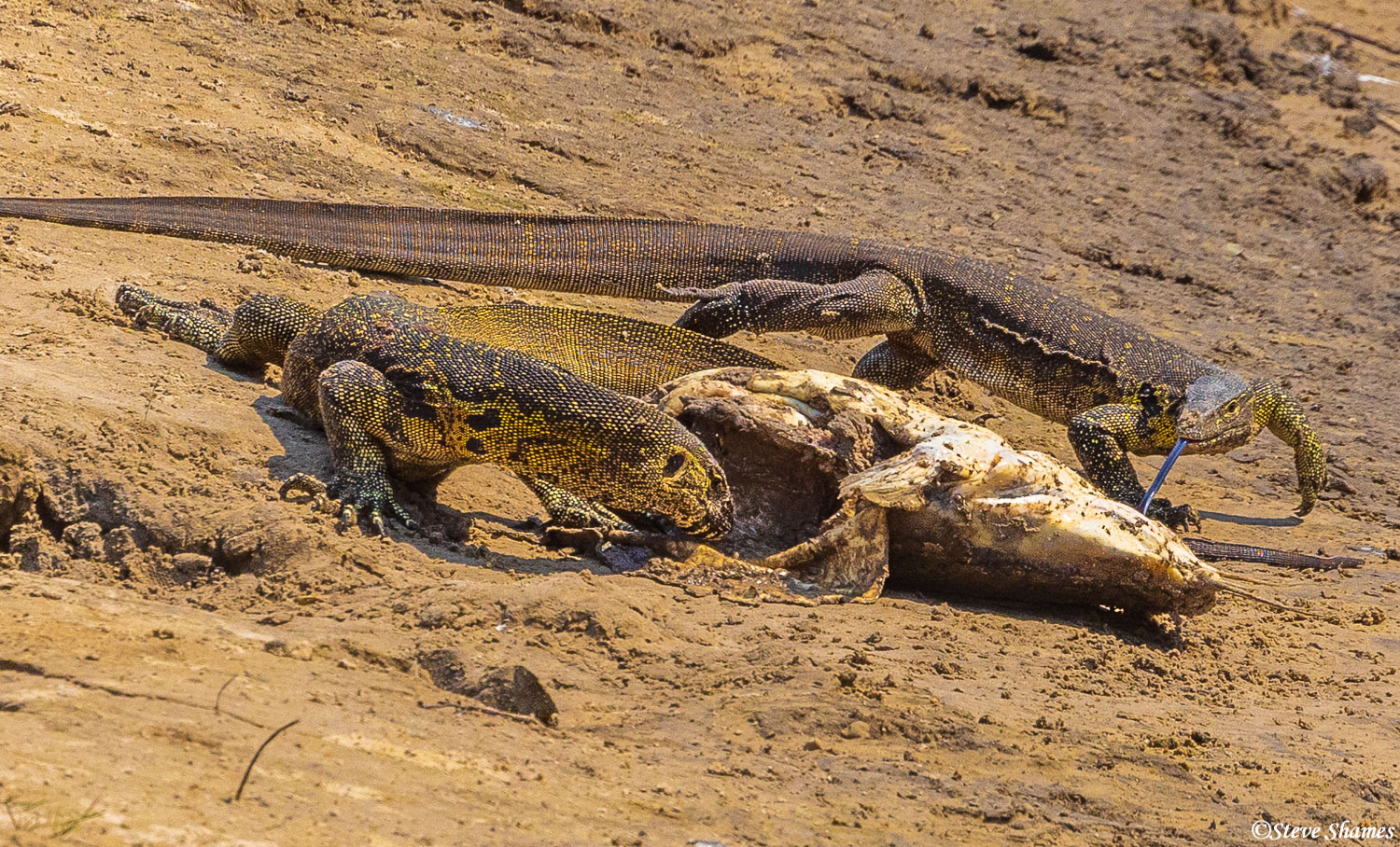 Two monitor lizards eating a catfish on the banks of the Katuma River.