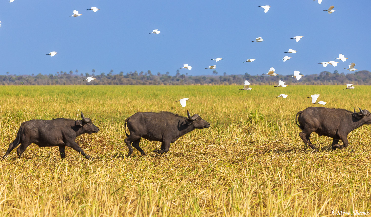 Running buffalo, with a flock of birds keeping pace with them.