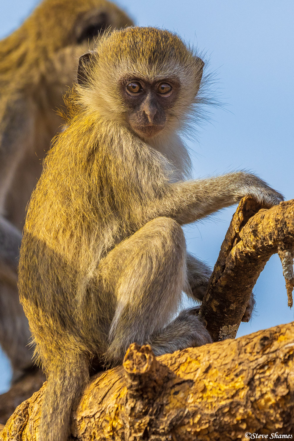 Here's a vervet monkey youngster, at Katavi National Park.