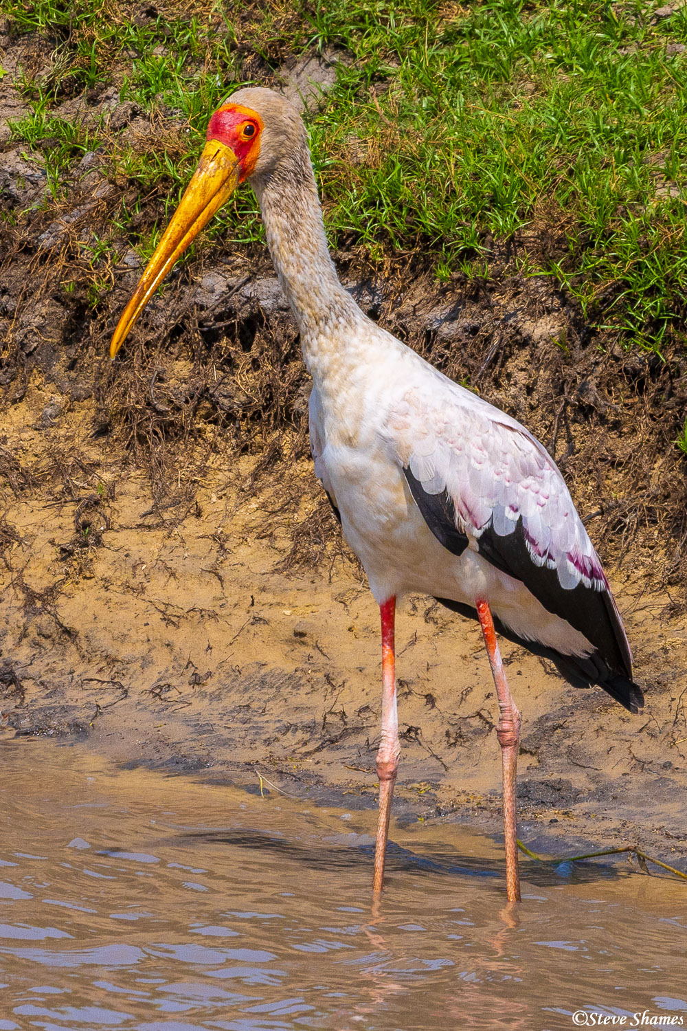 Yellow billed stork, wading into the Katuma River.