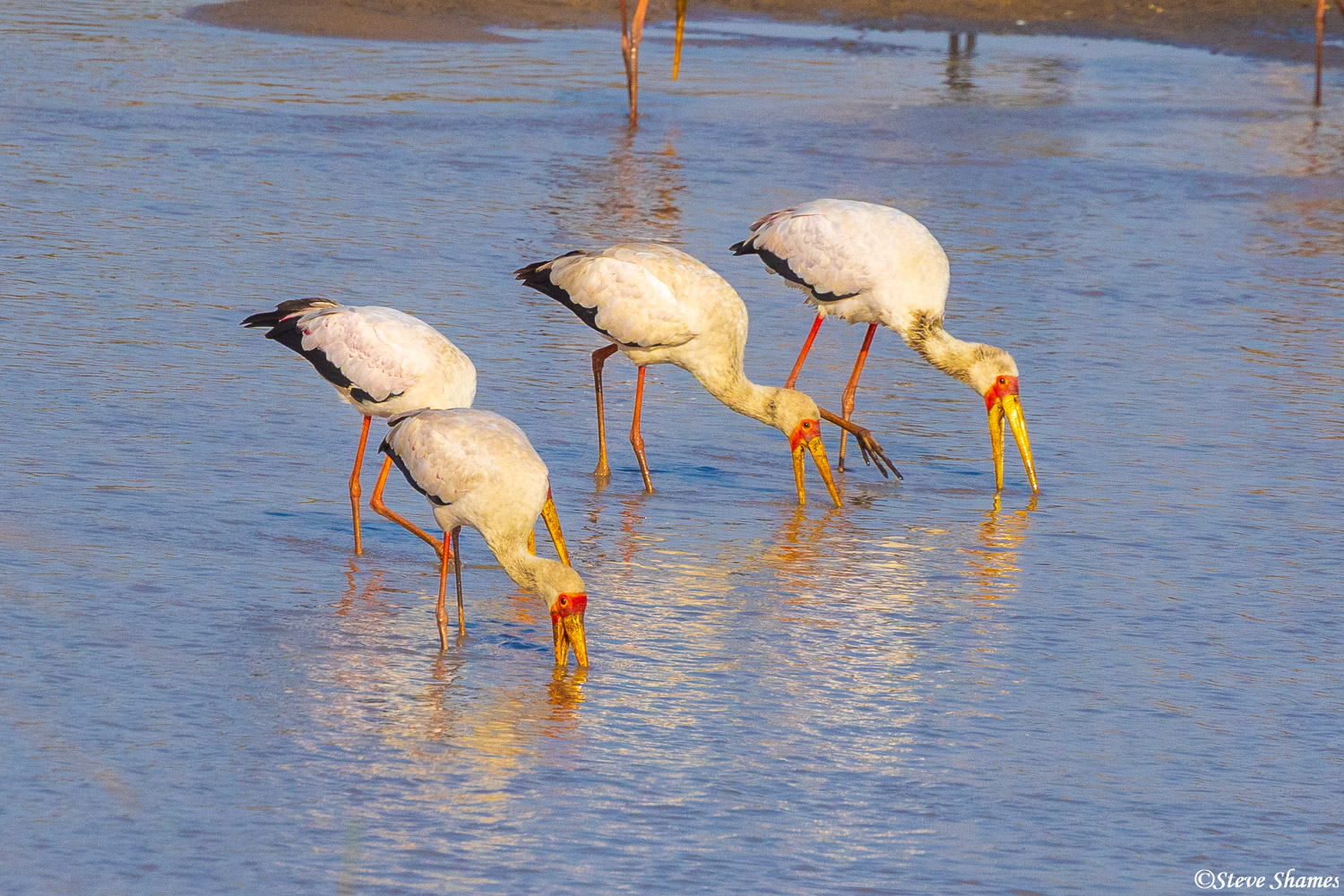 Yellow billed storks fishing in the Katuma River. There are lots of catfish here.