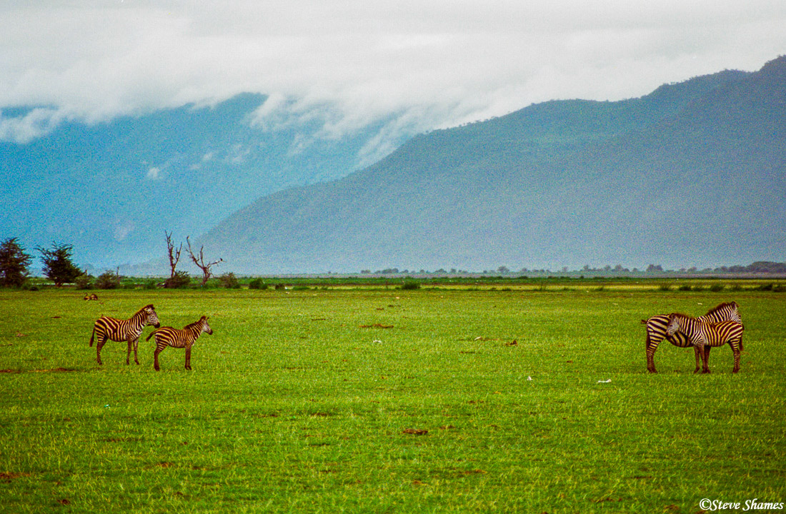 I like the looks of this scene, with the zebras, the mountains, the clouds.