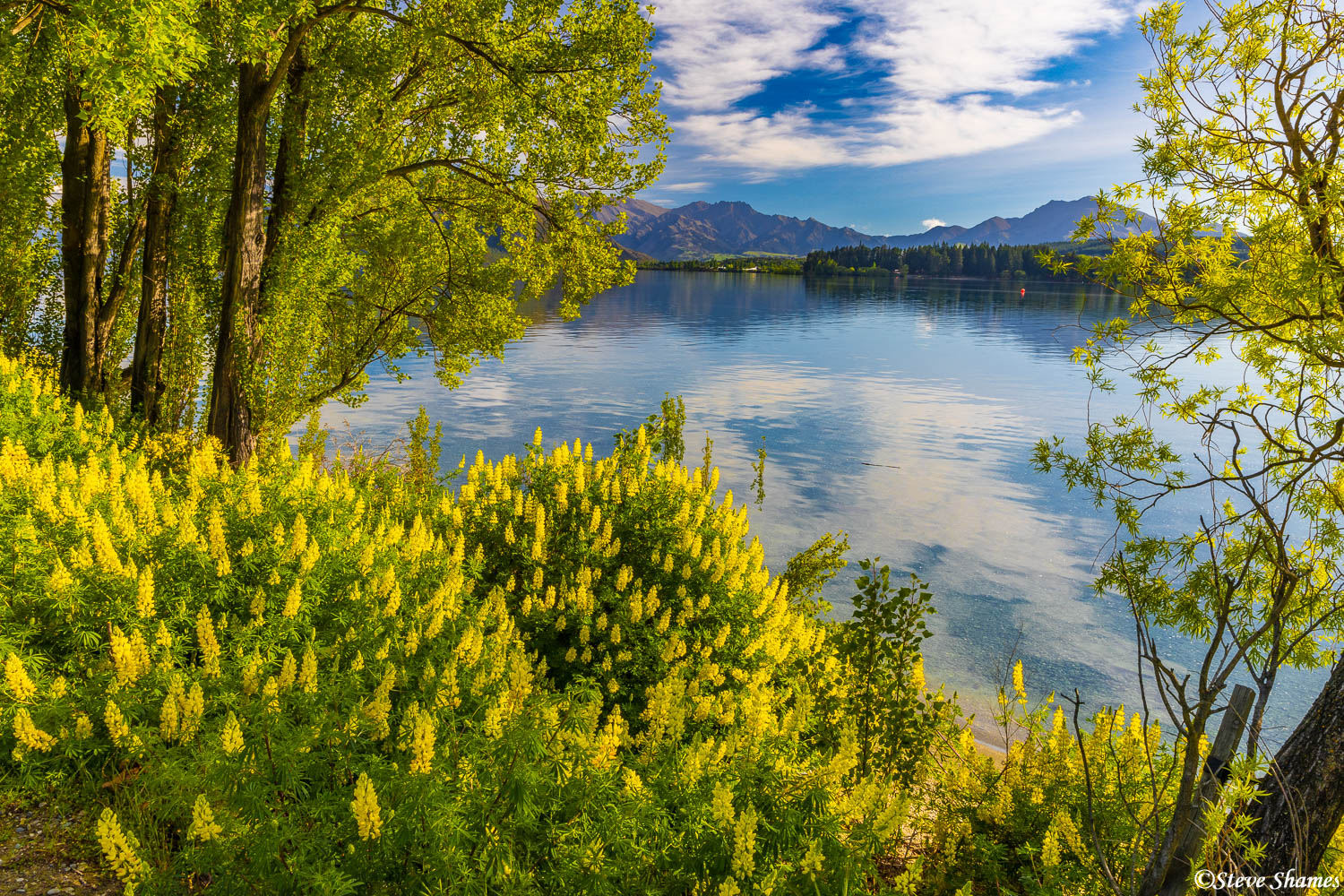 Vibrant yellow lupines, on the shore of Lake Wanaka.