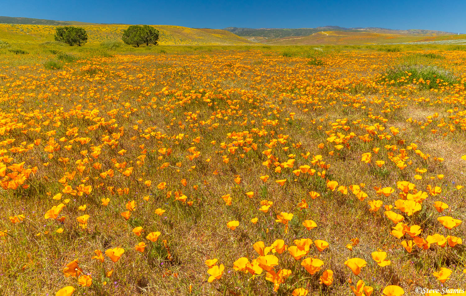 A field of poppies close to the town of Lancaster, in the Antelope Valley.